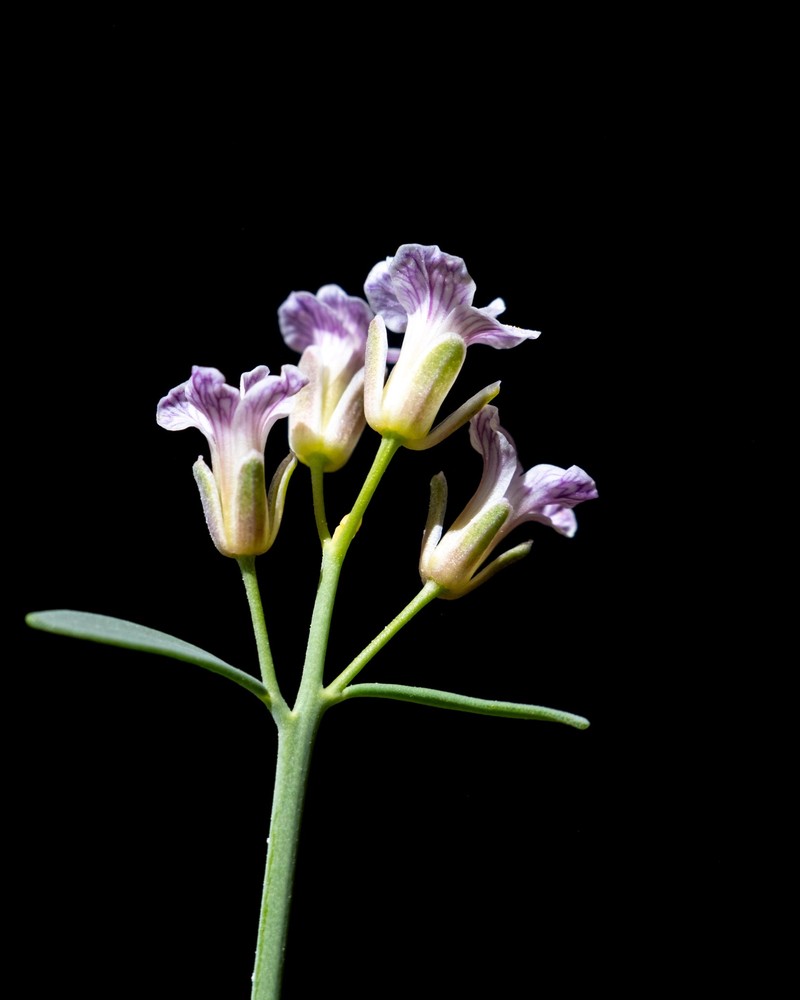 Uinta Basin Plainsmustard photo 6