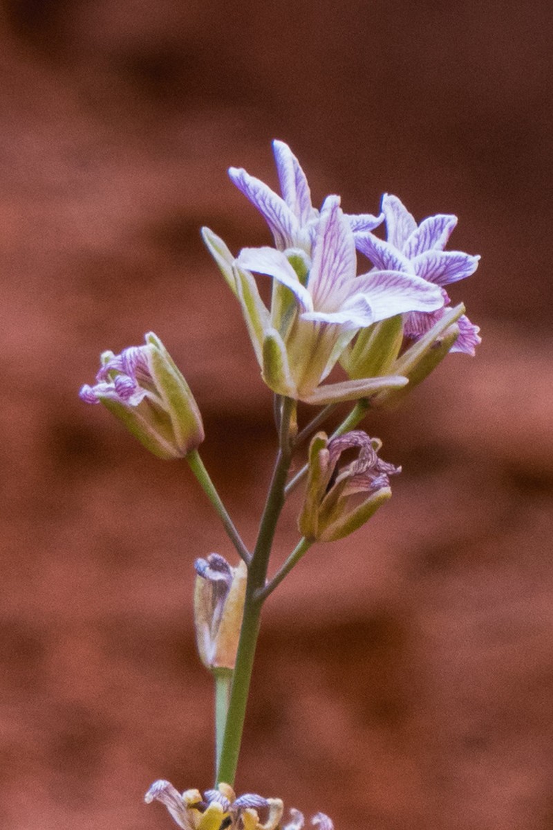 Syes Butte Plainsmustard