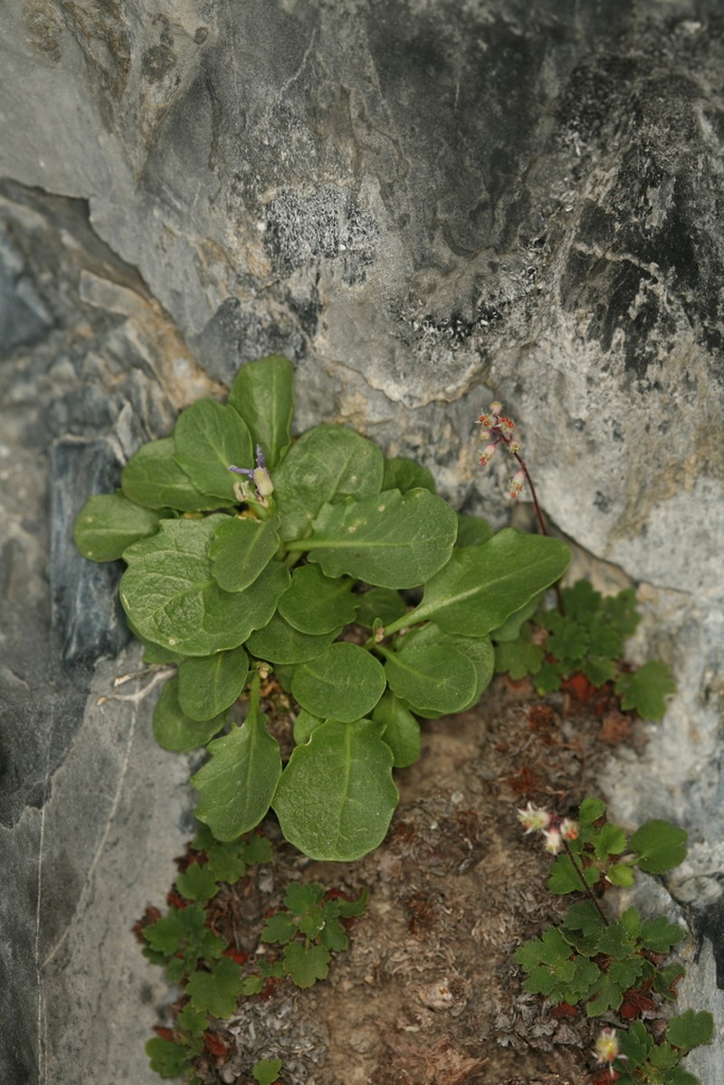 Cliffdweller photo 3