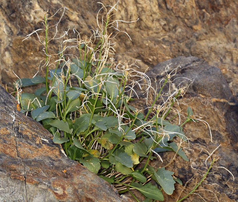 Cliffdweller photo 4