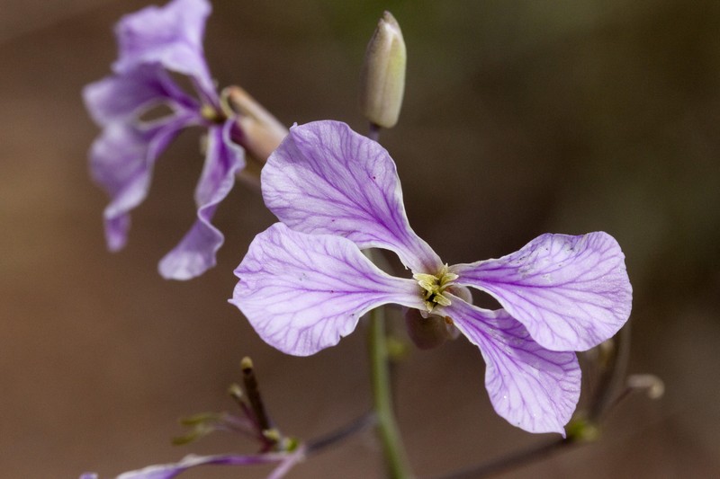 Slimleaf Plainsmustard