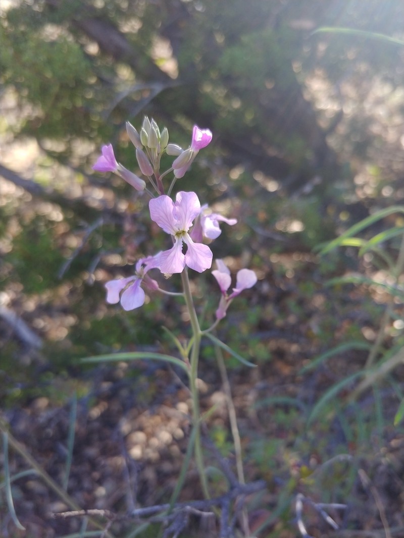 Slimleaf Plainsmustard photo 8