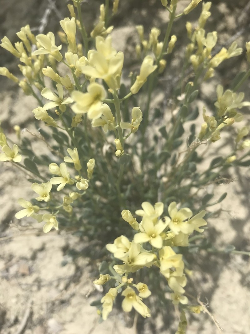 Uinta Basin Waxfruit