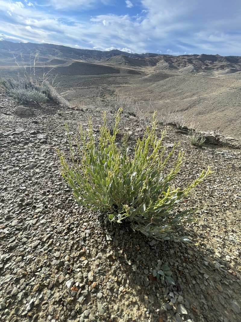 Uinta Basin Waxfruit photo 2
