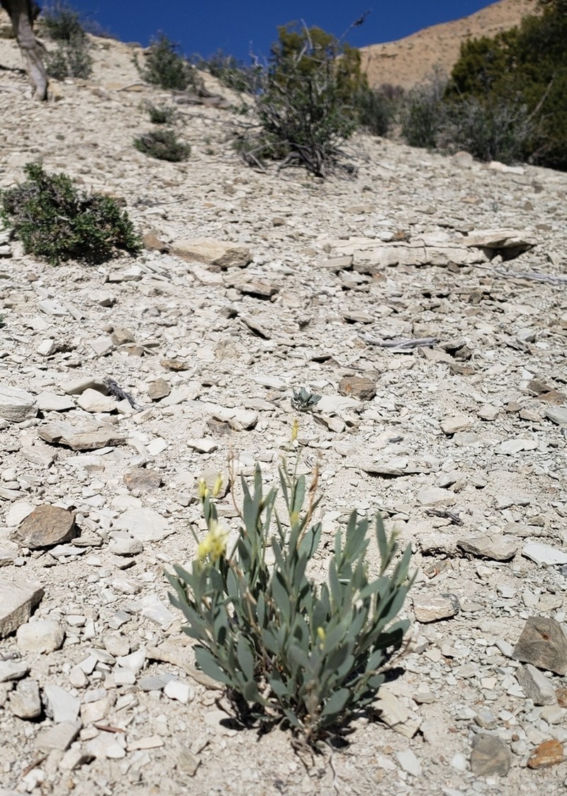 Uinta Basin Waxfruit photo 3