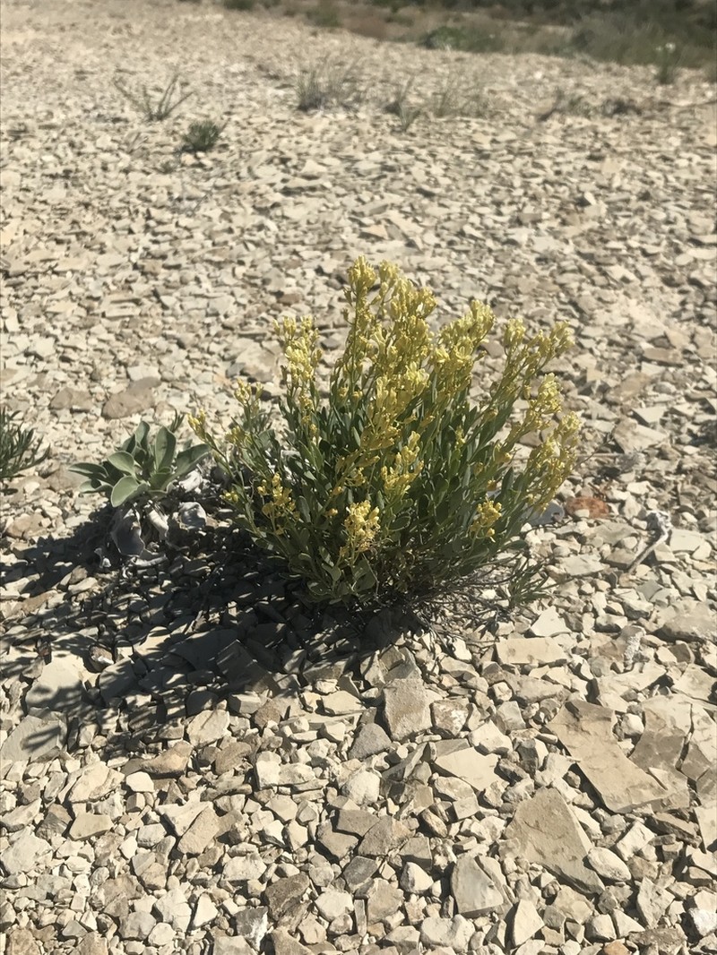 Uinta Basin Waxfruit photo 6