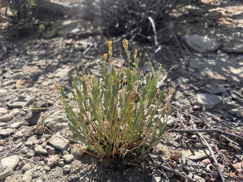 Uinta Basin Waxfruit photo 7