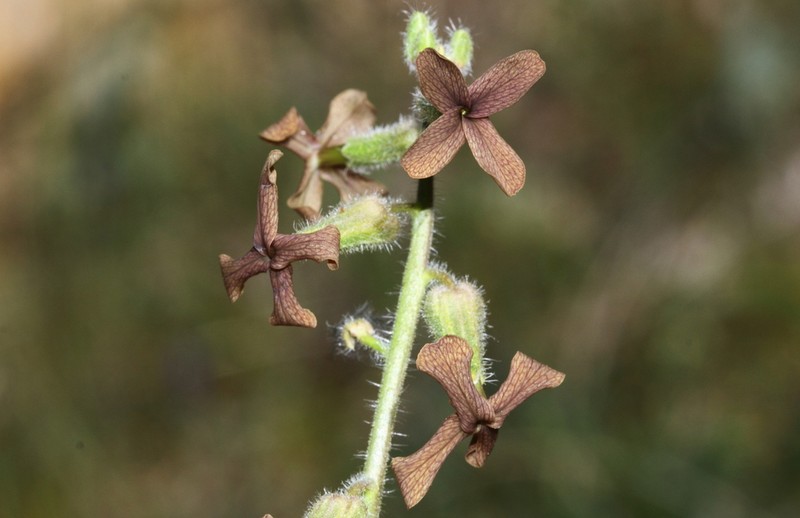 Hesperis balansae