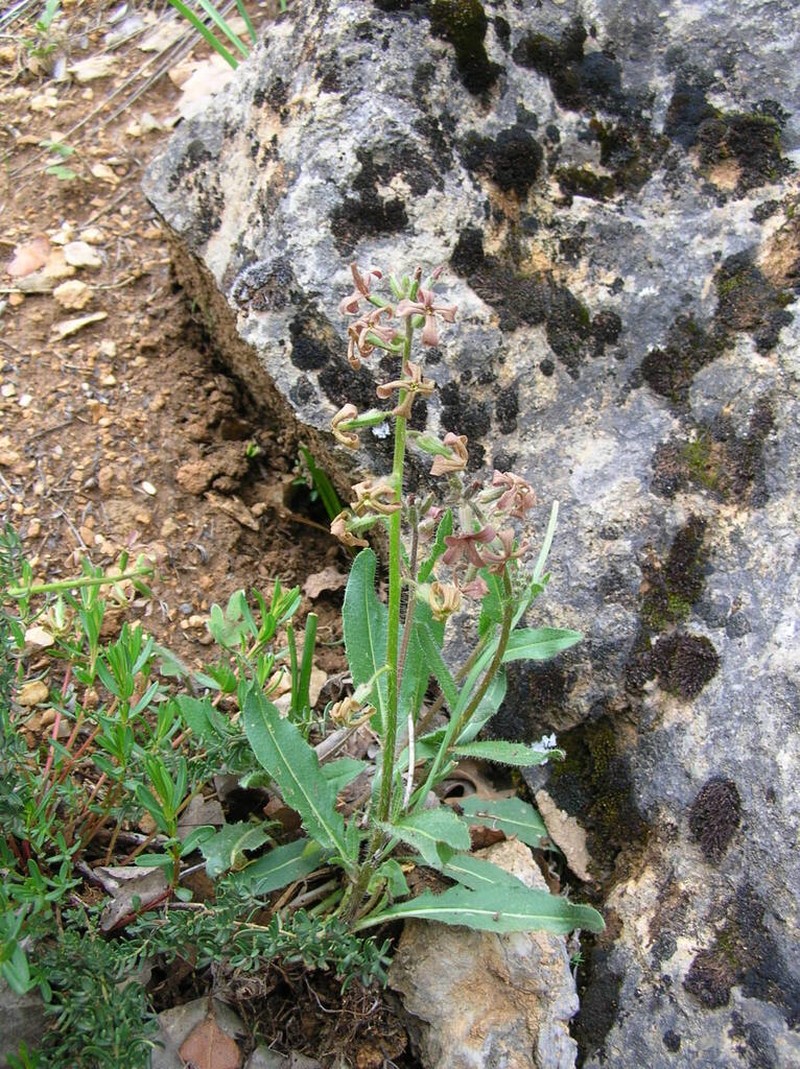 Hesperis balansae photo 2