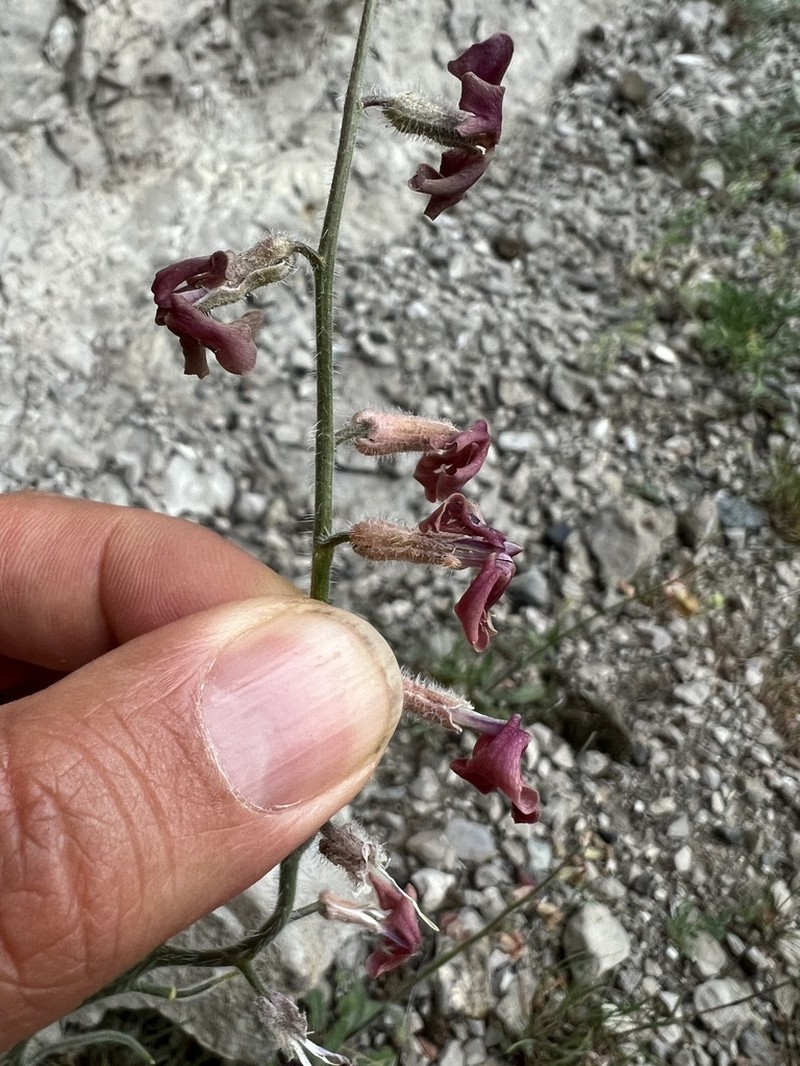 Hesperis balansae photo 3