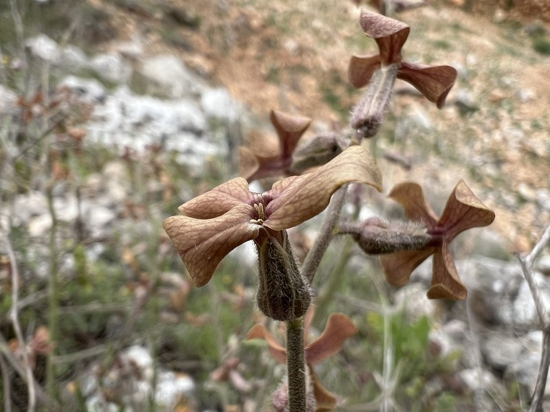 Hesperis balansae photo 5