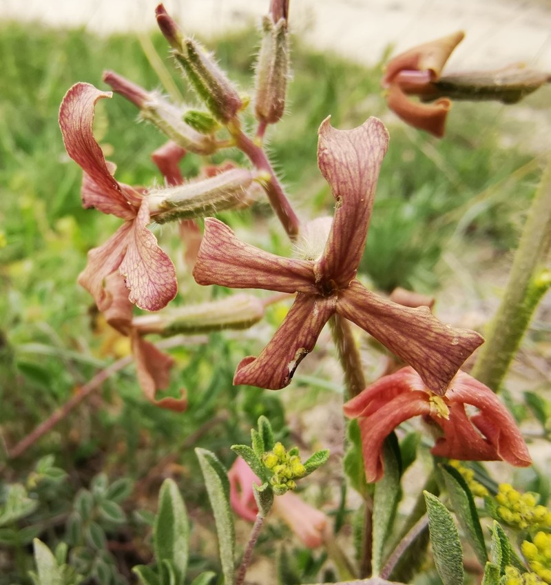 Hesperis balansae photo 6