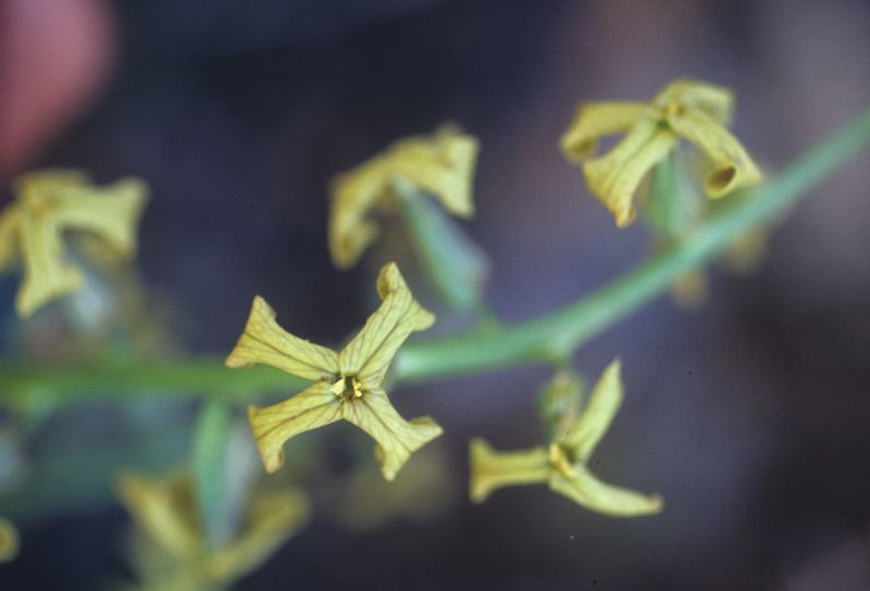 Hesperis balansae photo 8