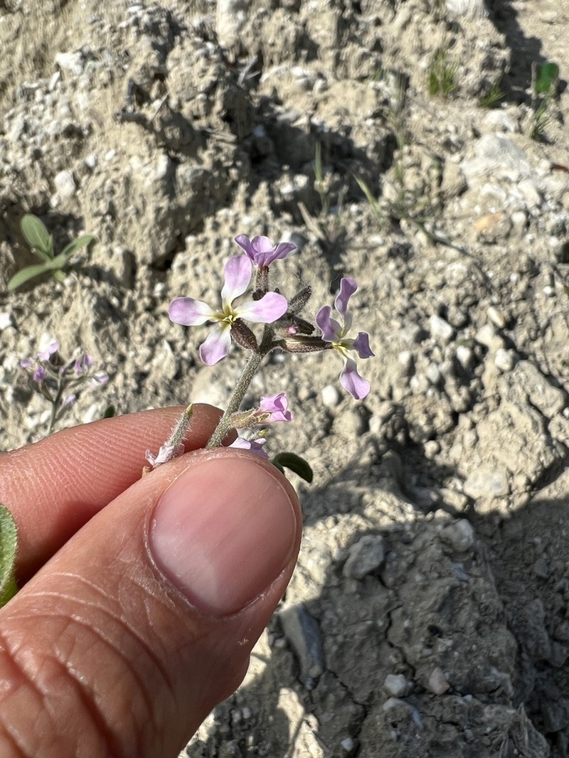 Hesperis bicuspidata