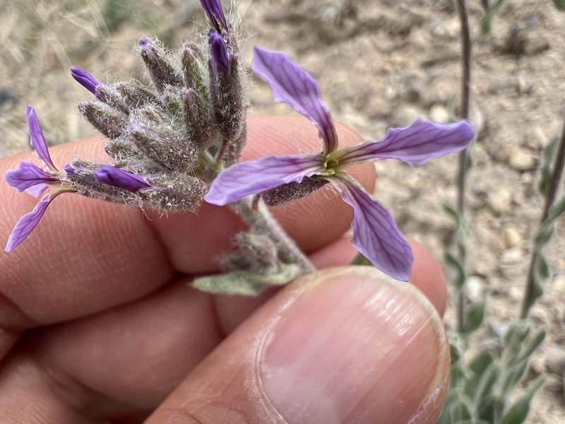 Hesperis bicuspidata photo 2