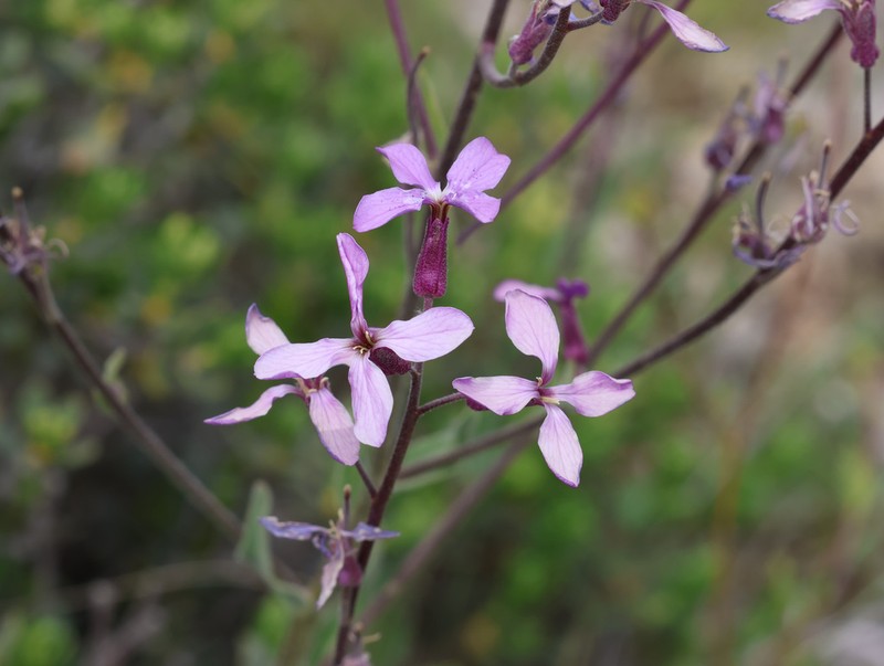 Hesperis bicuspidata photo 3
