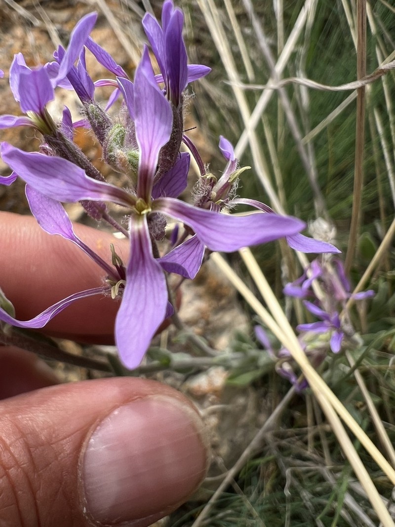 Hesperis bicuspidata photo 4