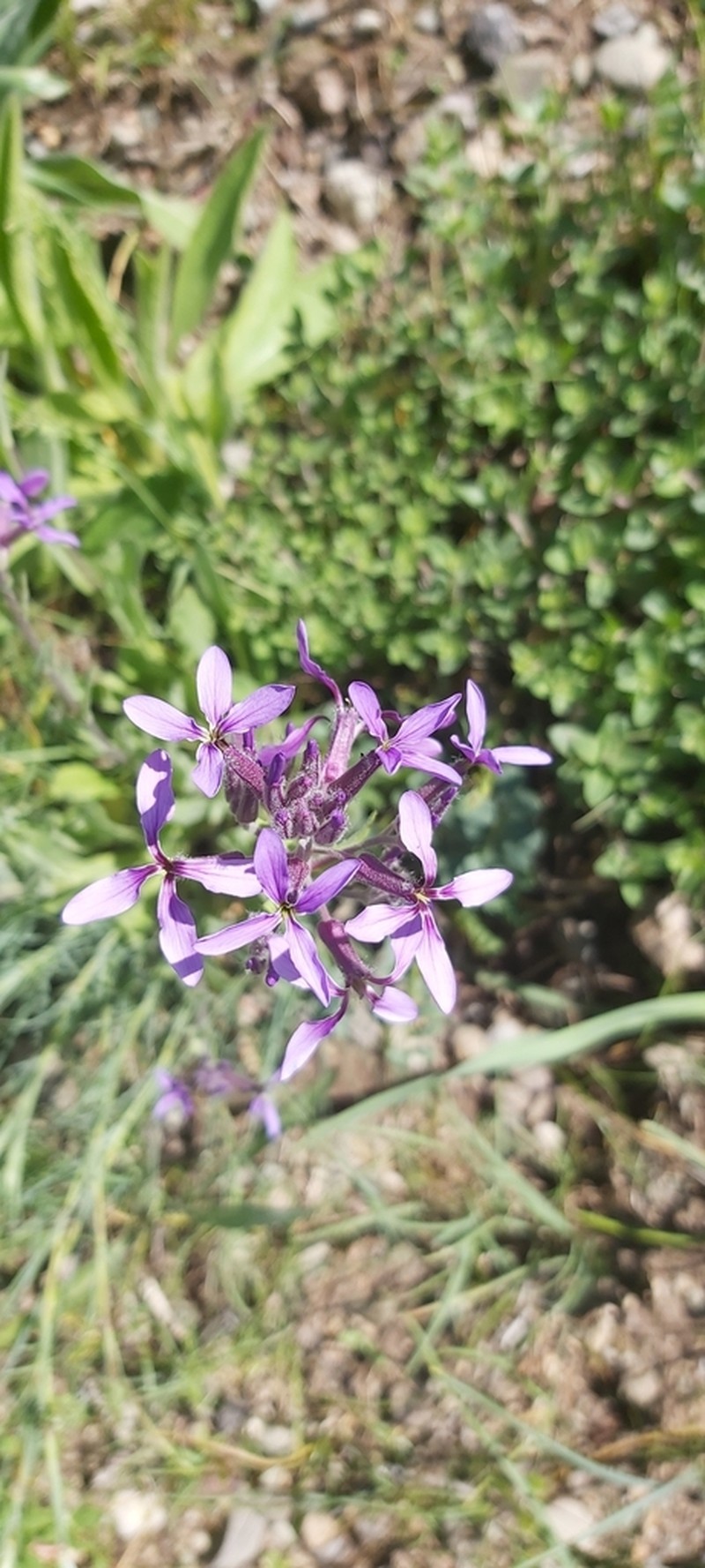 Hesperis bicuspidata photo 5