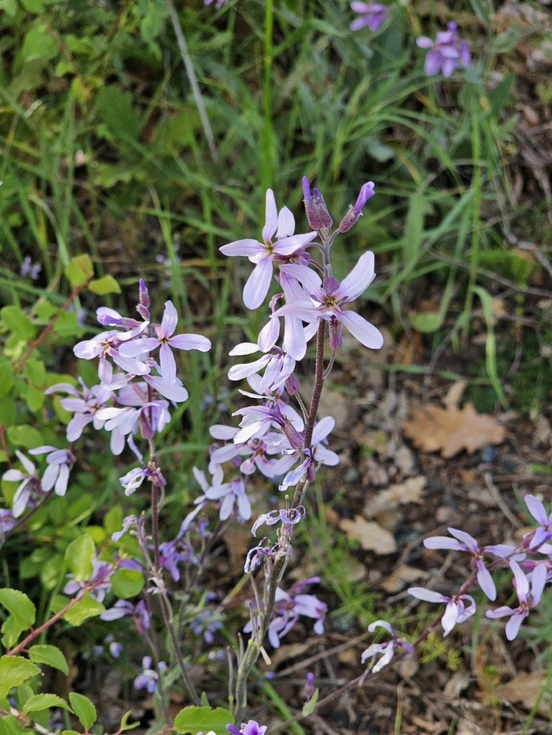 Hesperis bicuspidata photo 6