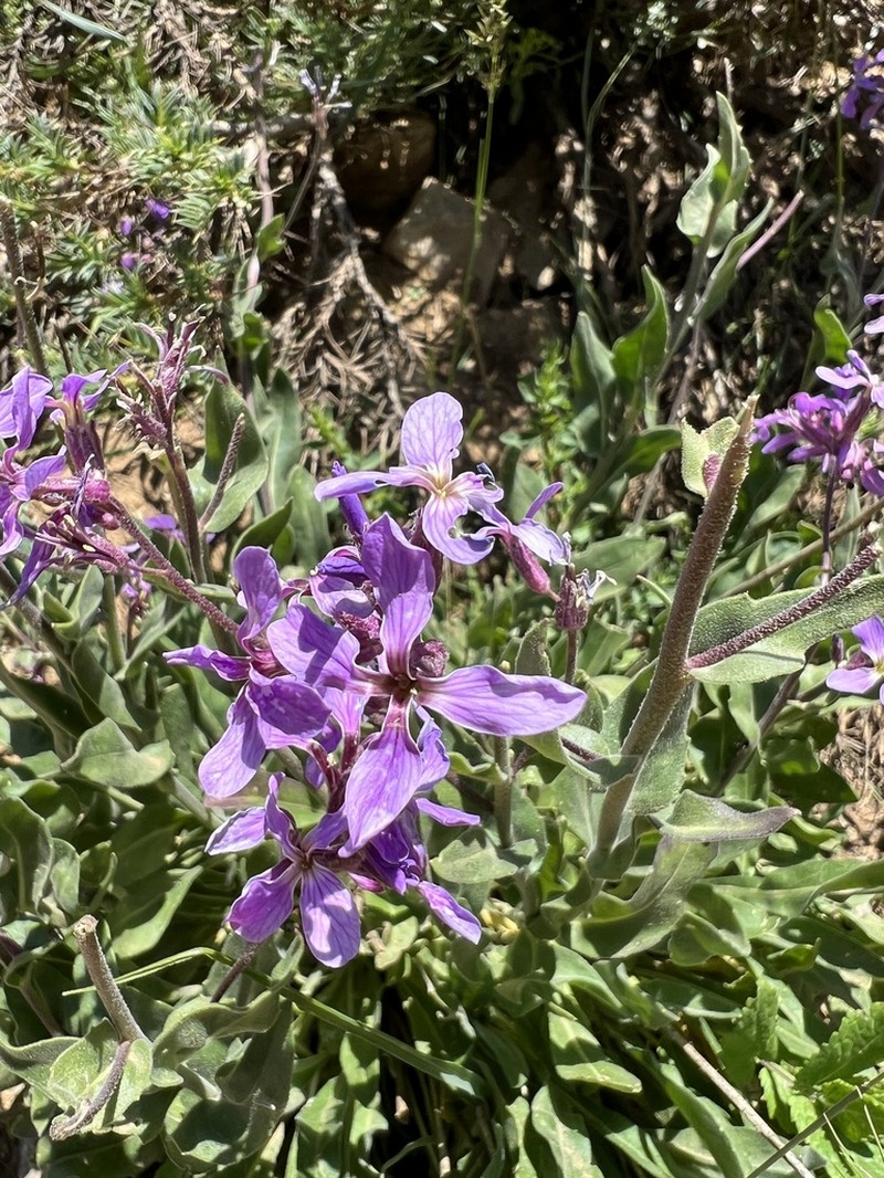 Hesperis bicuspidata photo 7