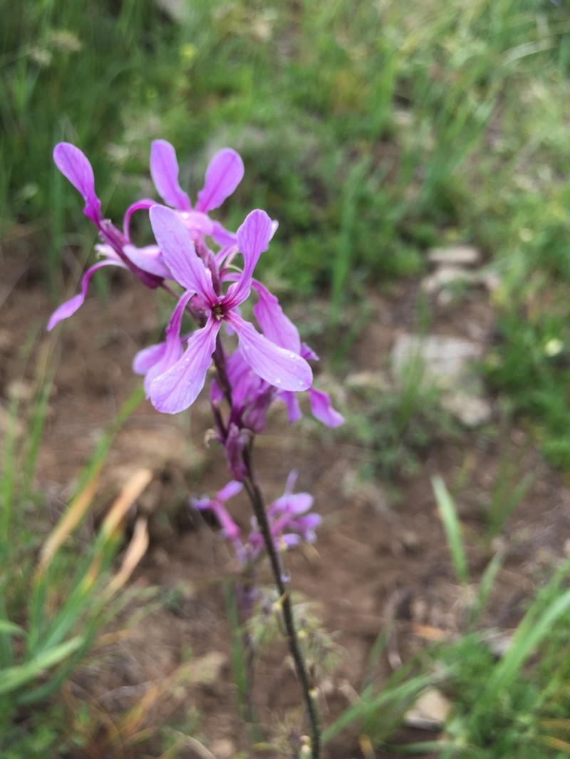 Hesperis bicuspidata photo 8