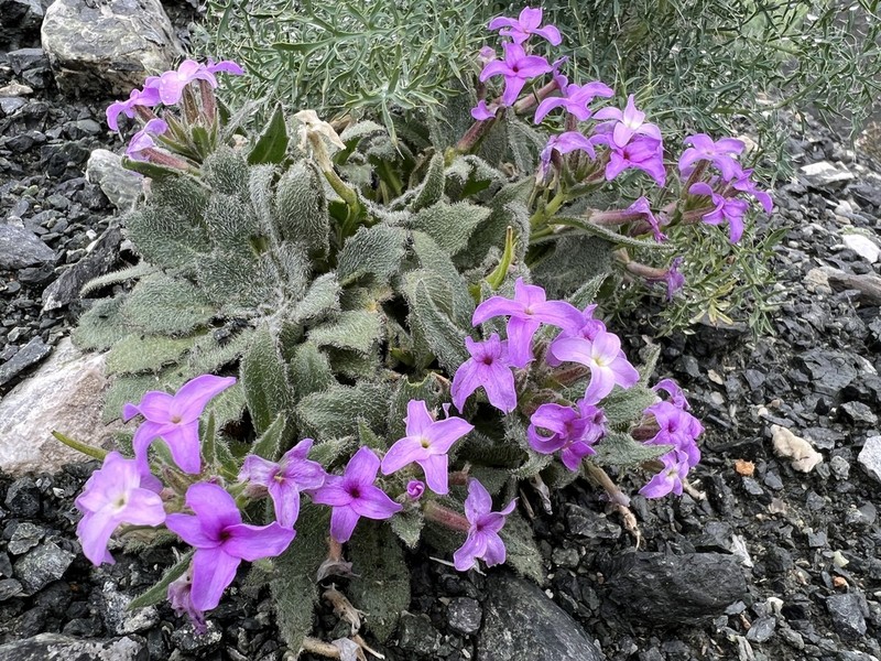 Hesperis breviscapa photo 2