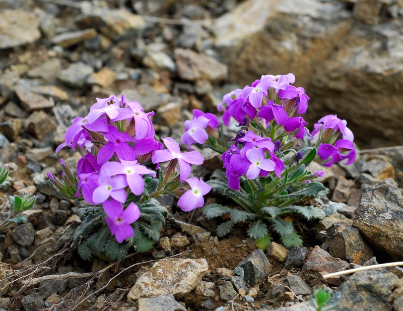 Hesperis breviscapa photo 3