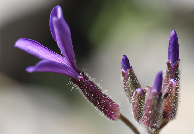 Hesperis burdurensis