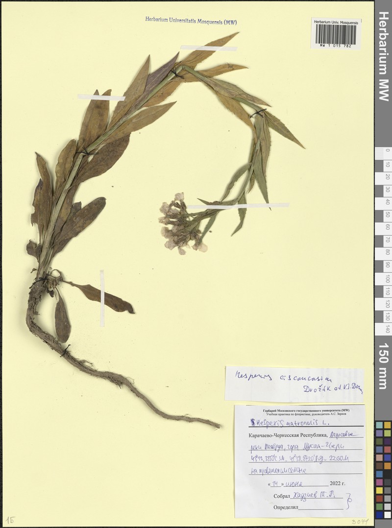 Hesperis ciscaucasica