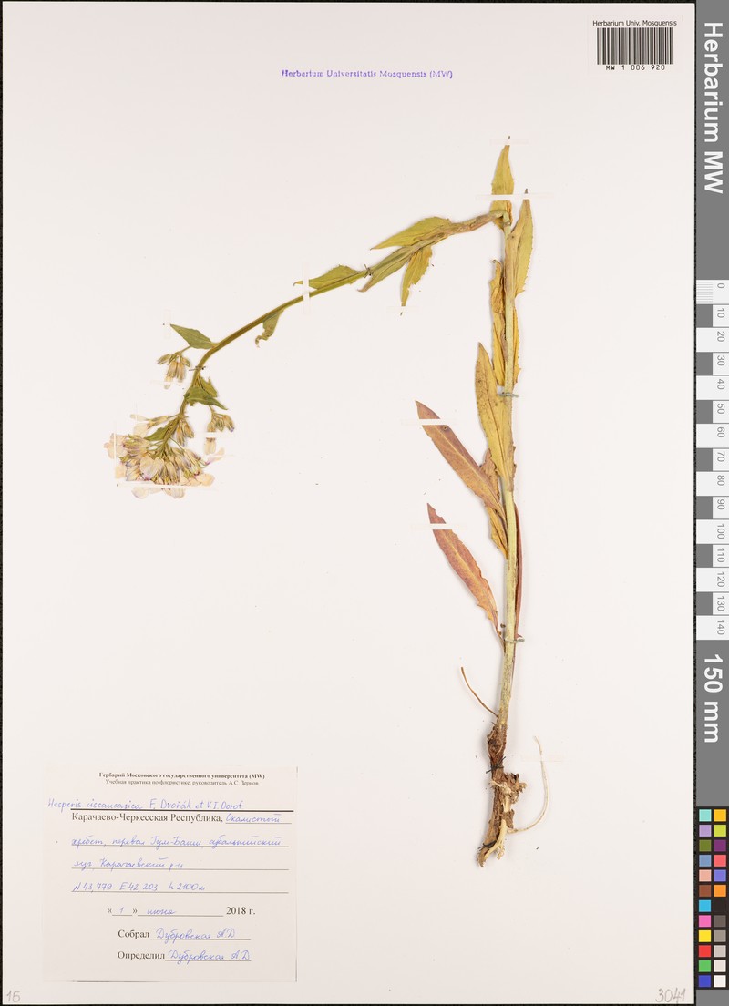 Hesperis ciscaucasica photo 3