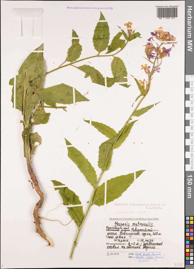 Hesperis ciscaucasica photo 4