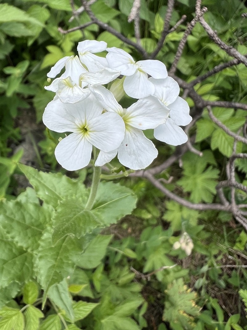 Hesperis dinarica