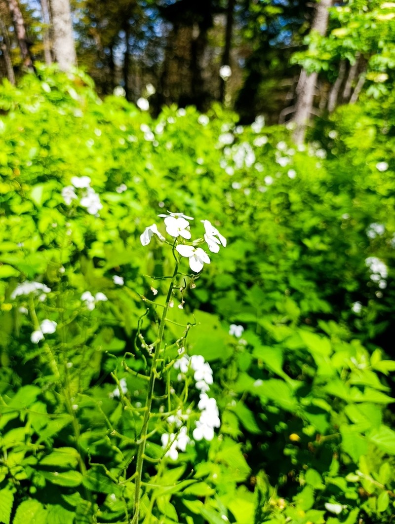 Hesperis dinarica photo 2