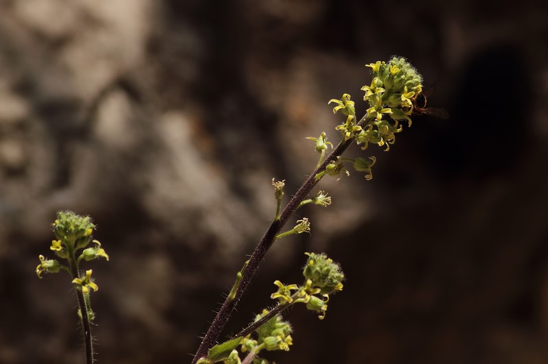 Hesperis dvorakii