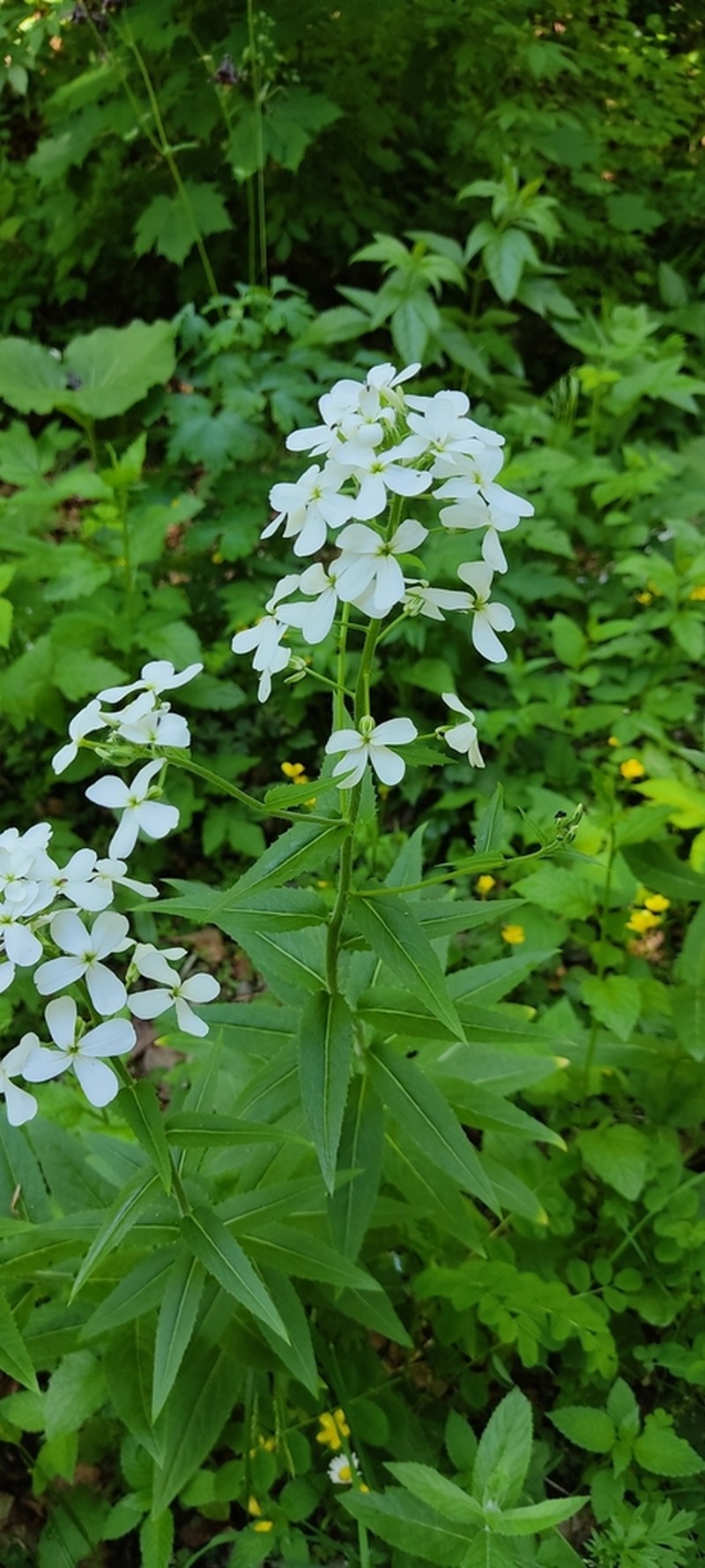 Hesperis inodora