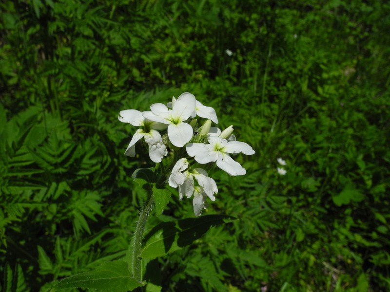 Hesperis inodora photo 2