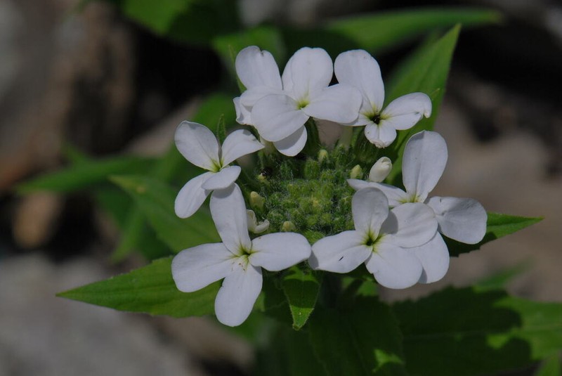 Hesperis inodora photo 3