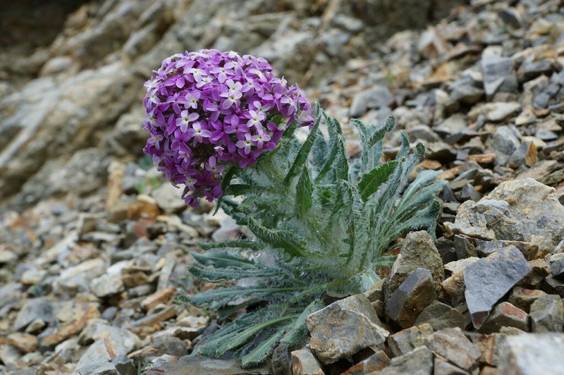 Hesperis isatidea