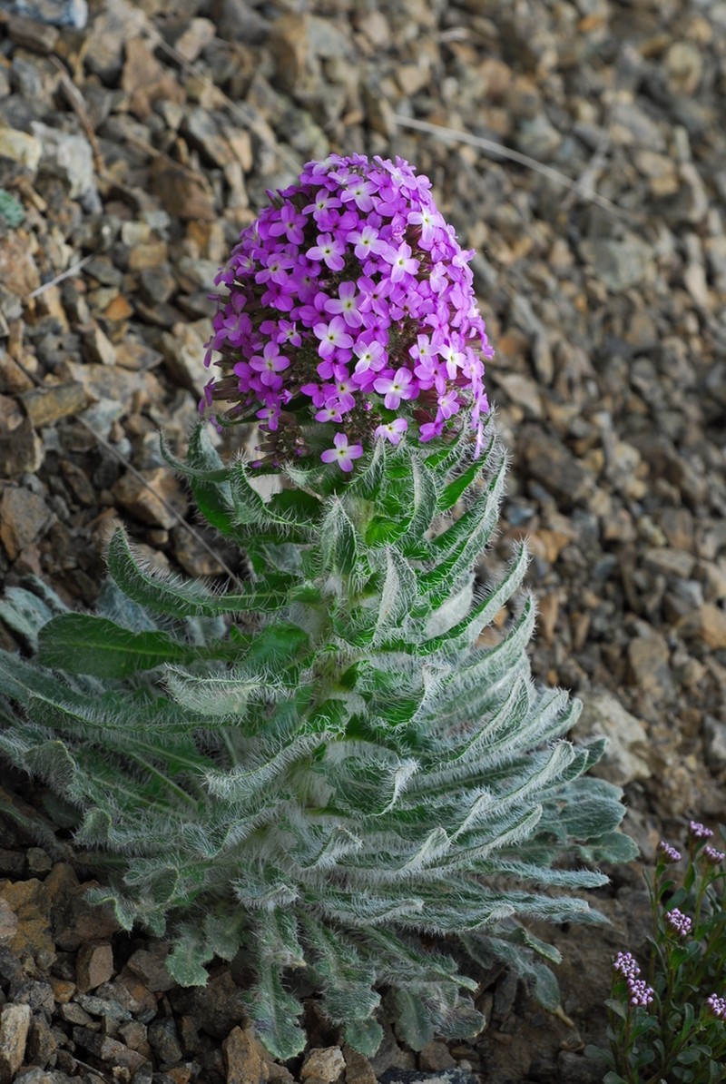 Hesperis isatidea photo 2