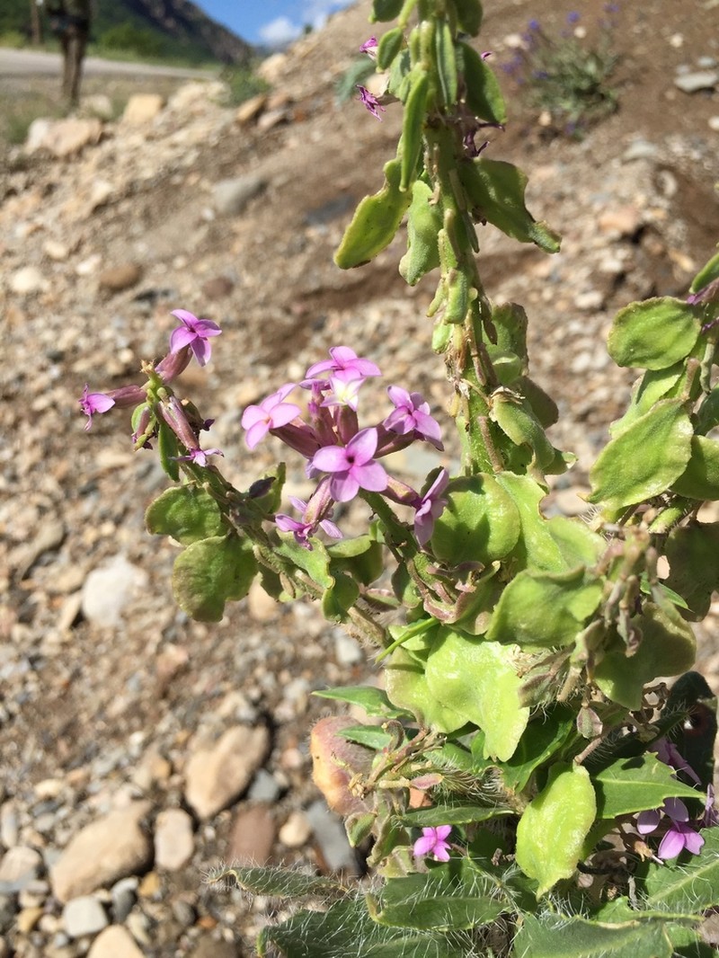 Hesperis isatidea photo 3