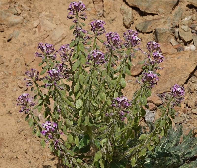 Hesperis isatidea photo 4