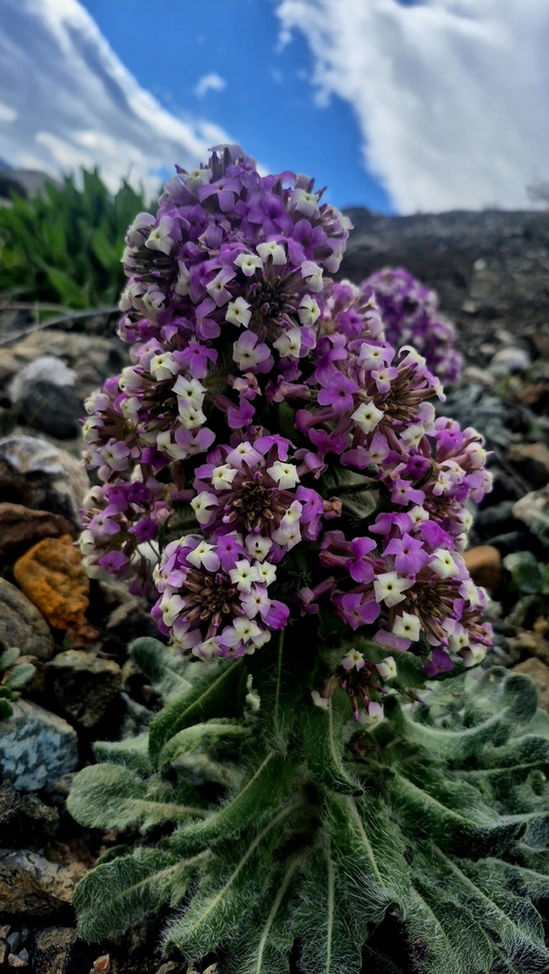 Hesperis isatidea photo 5