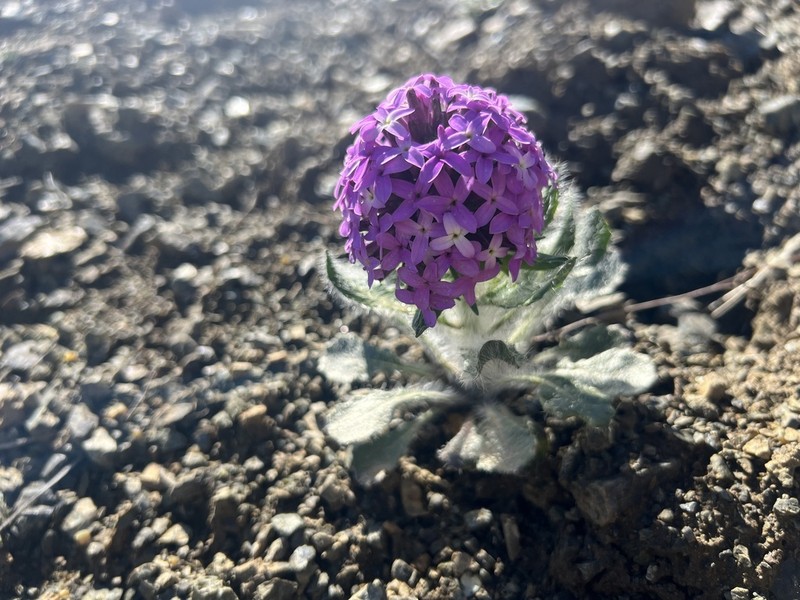 Hesperis isatidea photo 6