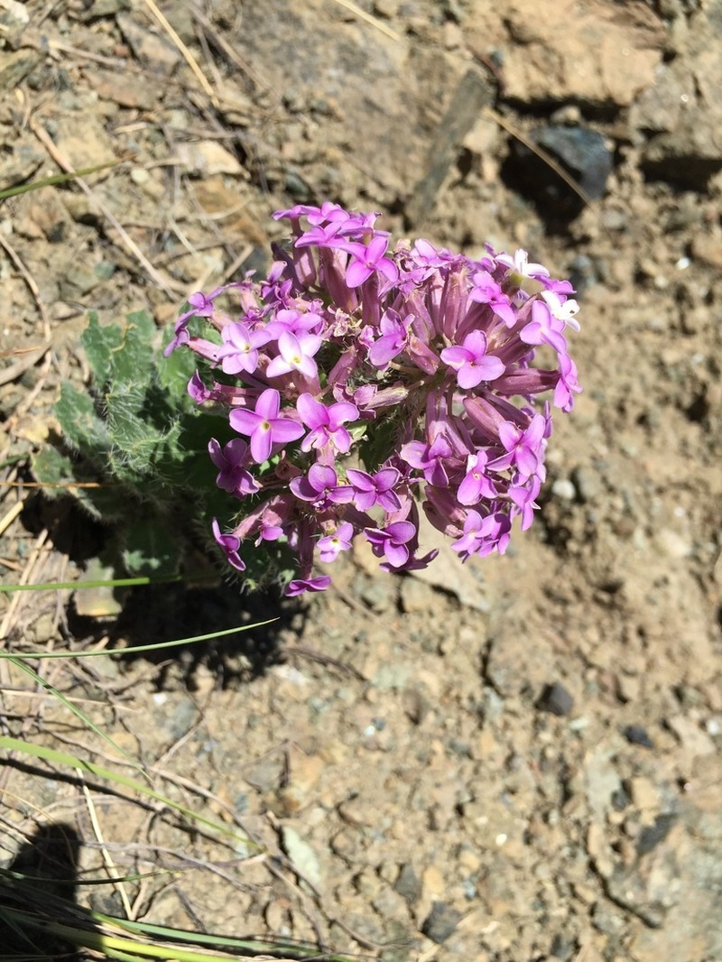 Hesperis isatidea photo 7