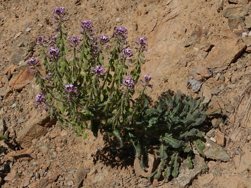 Hesperis isatidea photo 8