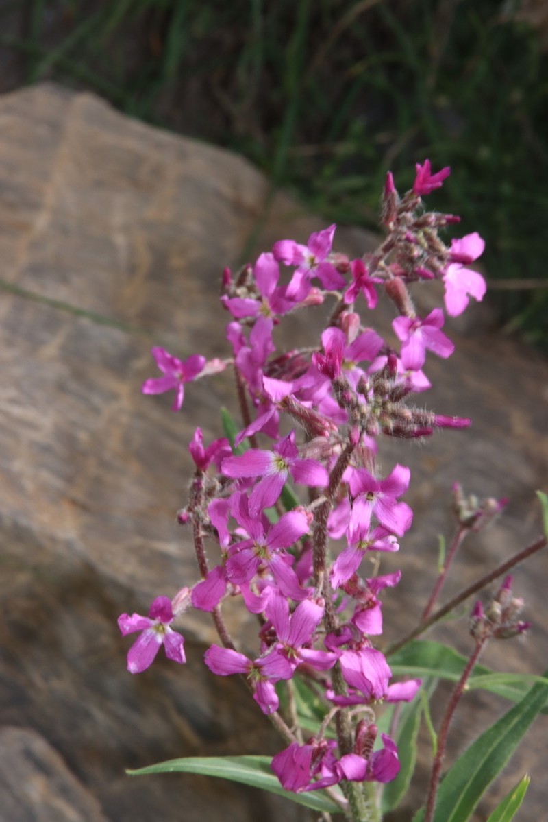 Hesperis kurdica