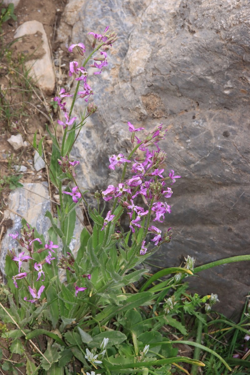 Hesperis kurdica photo 3