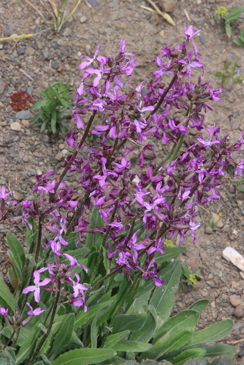 Hesperis kurdica photo 4