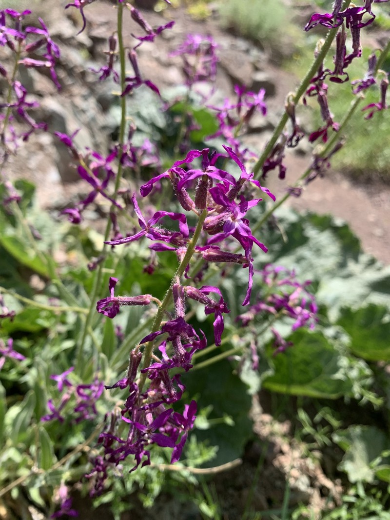 Hesperis kurdica photo 5