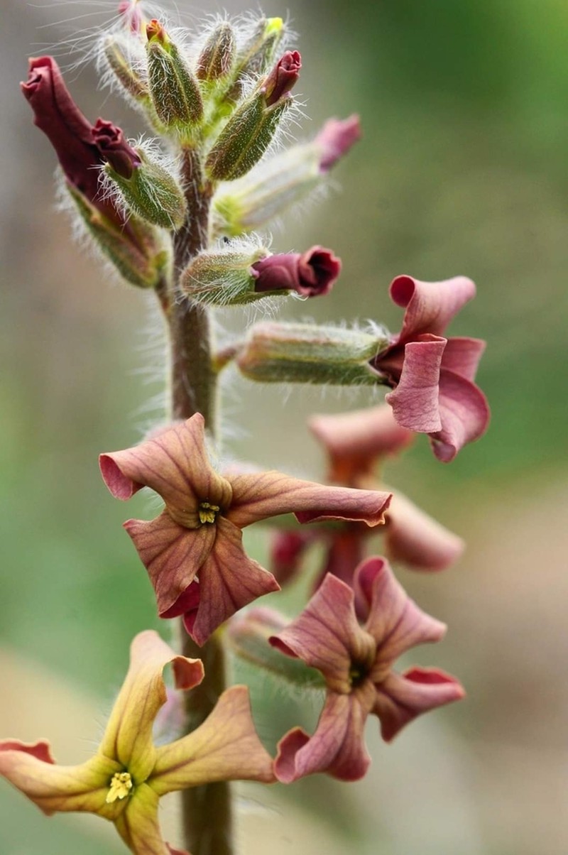 Hesperis laciniata